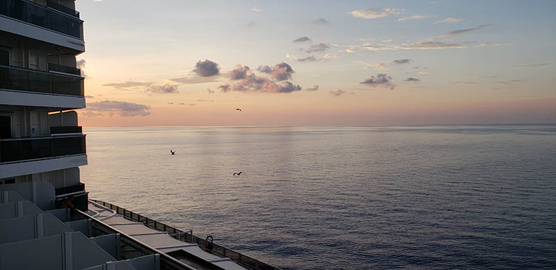 Seagulls Flying as We Sail Home on MSC Seaside